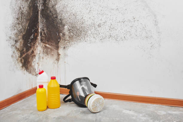 Best Mold Testing and Inspection Services in Cumberland Head, NY