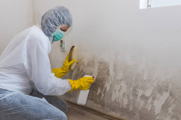 Professional Mold Remediation in Cumberland Head, NY