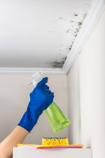 Best Industrial Mold Remediation in Cumberland Head, NY