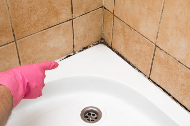 Best Bathroom Mold Remediation in Cumberland Head, NY